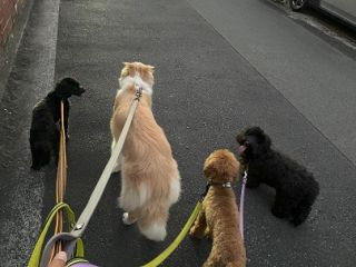 これを仕事にしたい