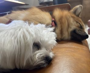 ３頭に襲われ　徐々に体力を失うシュナウザー