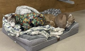 寝る時以外ケージレス